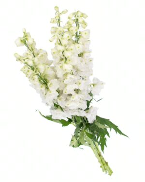 Delphinium White Flowers WA Perth