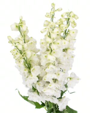 Delphinium White Flowers WA Perth