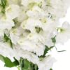 Delphinium White Flowers WA Perth