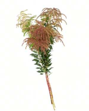 Andromeda Tall x5 Stems