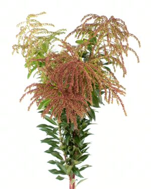 andromeda pieris flowers wa perth 2