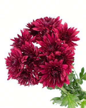 chrysanthemum lamira red flowers wa perth 2