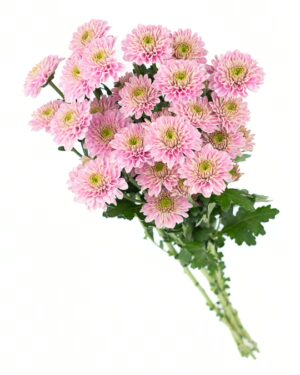 Chrysanthemum Let's Go Pink x5