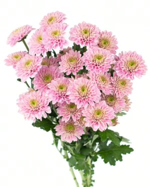 chrysanthemum lets go pink flowers wa perth 2