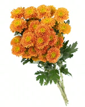 Chrysanthemum Lion King x5