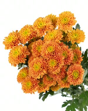 chrysanthemum lion king orange flowers wa perth 2