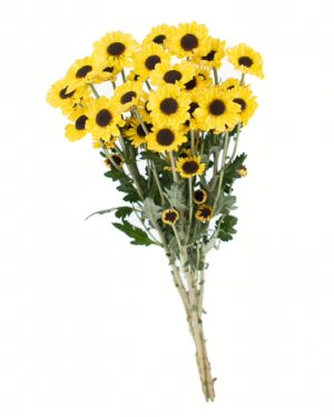 Chrysanthemum Patrese Sunny x5