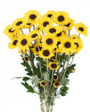 chrysanthemum patrese sunny yellow flowers wa perth 2