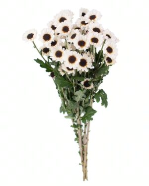 Chrysanthemum Patrese White x5