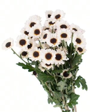 chrysanthemum patrese white flowers wa perth 2