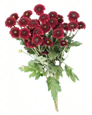 Chrysanthemum Purpeta Red x5