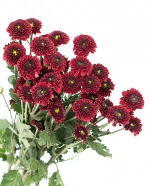chrysanthemum purpeta red flowers wa perth 2