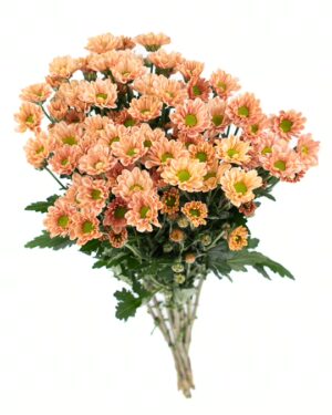 Chrysanthemum Rossi Salmon x5