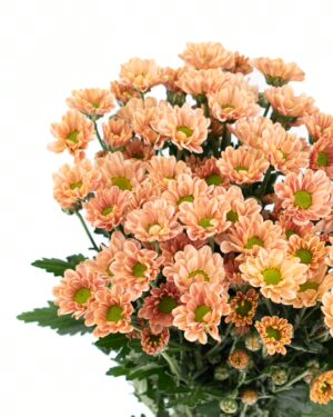 chrysanthemum rossi salmon apricot flowers wa perth 2