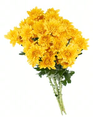 Chrysanthemum Vice Roy x5