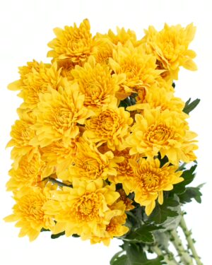 chrysanthemum vice roy yellow flowers wa perth 2