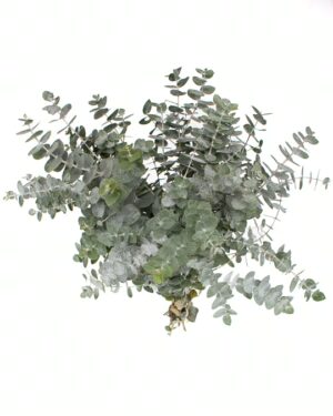 eucalyptus silver dollar gum flowers wa perth 1