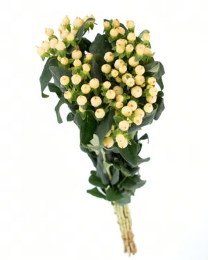 Hypericum Berry Cream Flowers WA Perth
