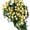 Hypericum Berry Cream Flowers WA Perth