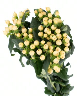 Hypericum Berry Cream Flowers WA Perth