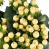 Hypericum Berry Cream Flowers WA Perth