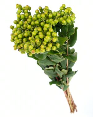 Hypericum Berry Green Flowers WA Perth