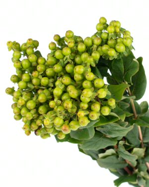 Hypericum Berry Green Flowers WA Perth