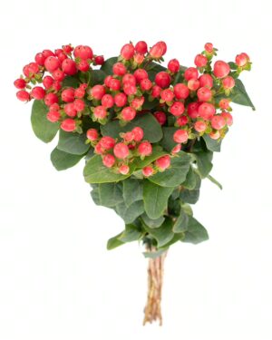 Hypericum Berry Pink Flowers WA Perth