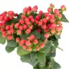 Hypericum Berry Pink Flowers WA Perth