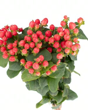 Hypericum Berry Pink Flowers WA Perth