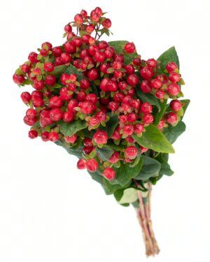Hypericum Berry Red Flowers WA Perth