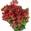 Hypericum Berry Red Flowers WA Perth