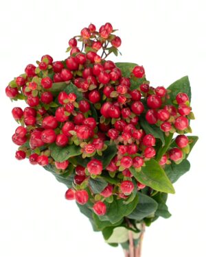 Hypericum Berry Red Flowers WA Perth