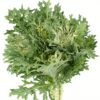 Kale Frilly Green Flowers WA Perth