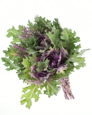 Kale Frilly Green Purple Flowers WA Perth