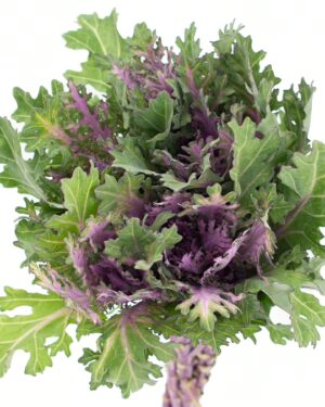 Kale Frilly Green Purple Flowers WA Perth