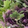Kale Frilly Green Purple Flowers WA Perth