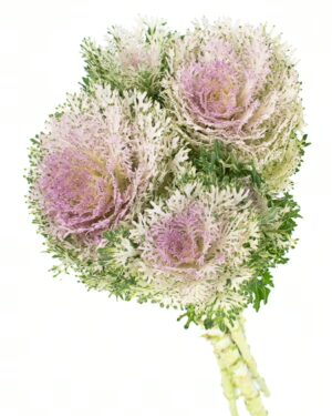 Kale Frilly Green White Purple Flowers WA Perth