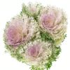 Kale Frilly Green White Purple Flowers WA Perth