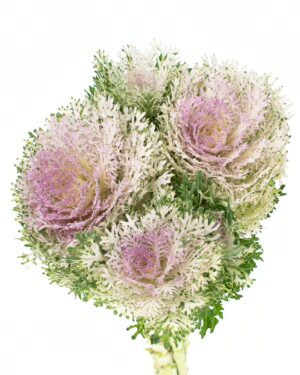 Kale Frilly Green White Purple Flowers WA Perth