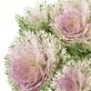 Kale Frilly Green White Purple Flowers WA Perth