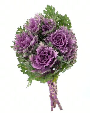 Kale Frilly Purple Green Flowers WA Perth