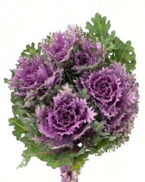 Kale Frilly Purple Green Flowers WA Perth