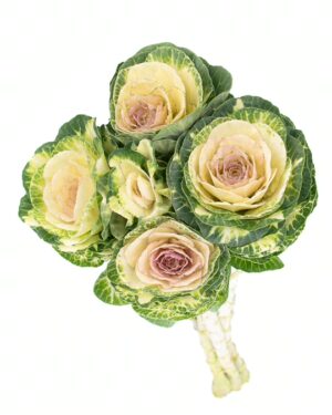 Kale Green Cream Flowers WA Perth