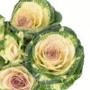 Kale Green Cream Flowers WA Perth