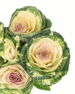 Kale Green Cream Flowers WA Perth