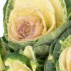 Kale Green Cream Flowers WA Perth