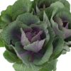 Kale Green Purple Flowers WA Perth