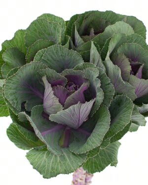 Kale Green Purple Flowers WA Perth