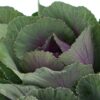 Kale Green Purple Flowers WA Perth